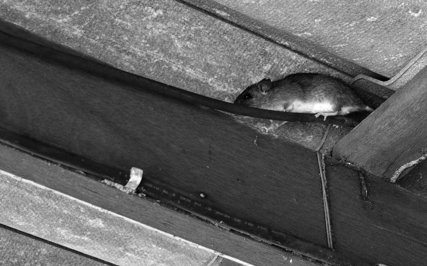 The rat walk in the space between the wooden beam and the roof tiles, Hiding of mice , Rodent damage and disasters when it chew electrical wire